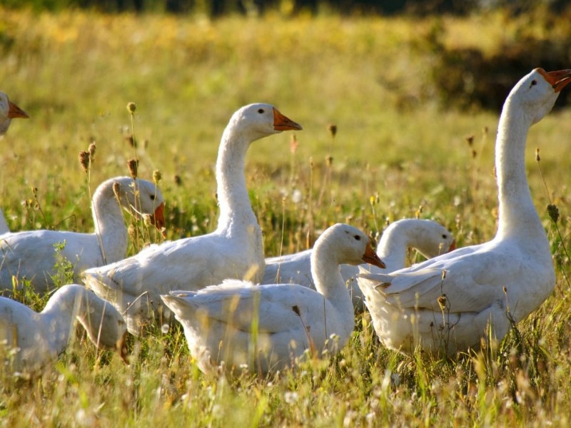 Cuidado animal: Patos y gansos, aves necesarias para el ecosistema