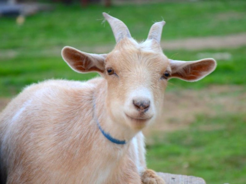 Cuidado animal: Cabras versátiles y resistentes