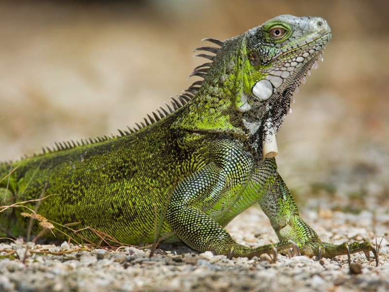 Cuidado animal: Reptiles, exóticos y de sangre fría