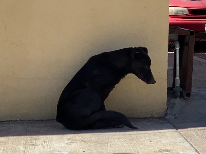 Cuidado con el Calor: Recomendaciones para Proteger a las Mascotas