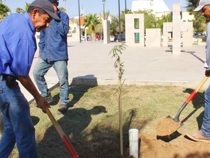 Cuidado de árboles en banquetas, una responsabilidad compartida