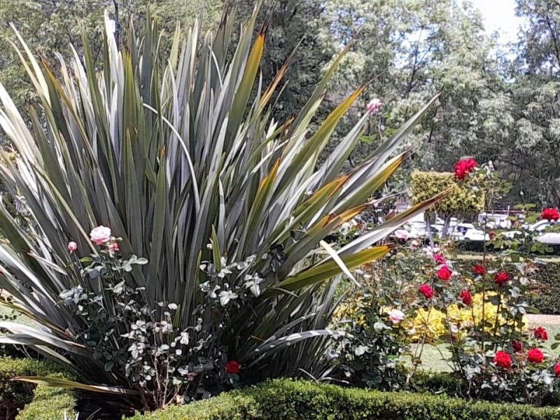 Cuidado de jardines ante el calor