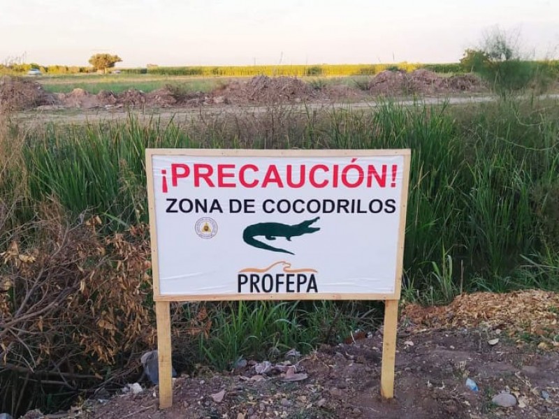 ¡Cuidado! Detectan presencia de cocodrilos en dren de La Trinidad