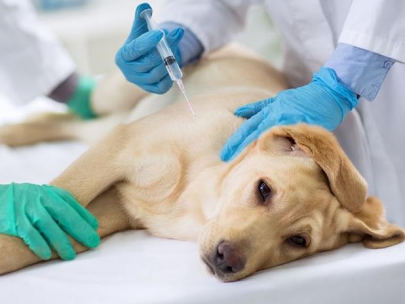 ¡Cuidado! Vacunan a mascotas, pero les inyectan agua