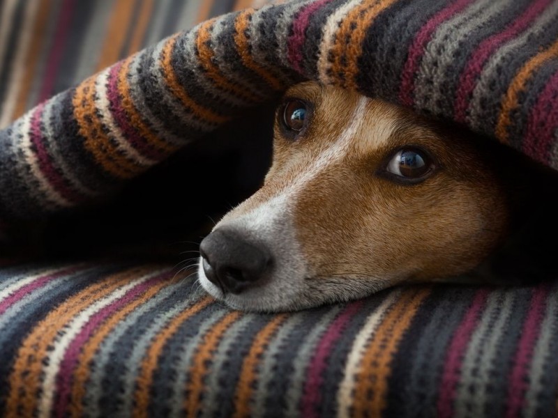 Cuidados básicos para mascotas en temporada de invierno