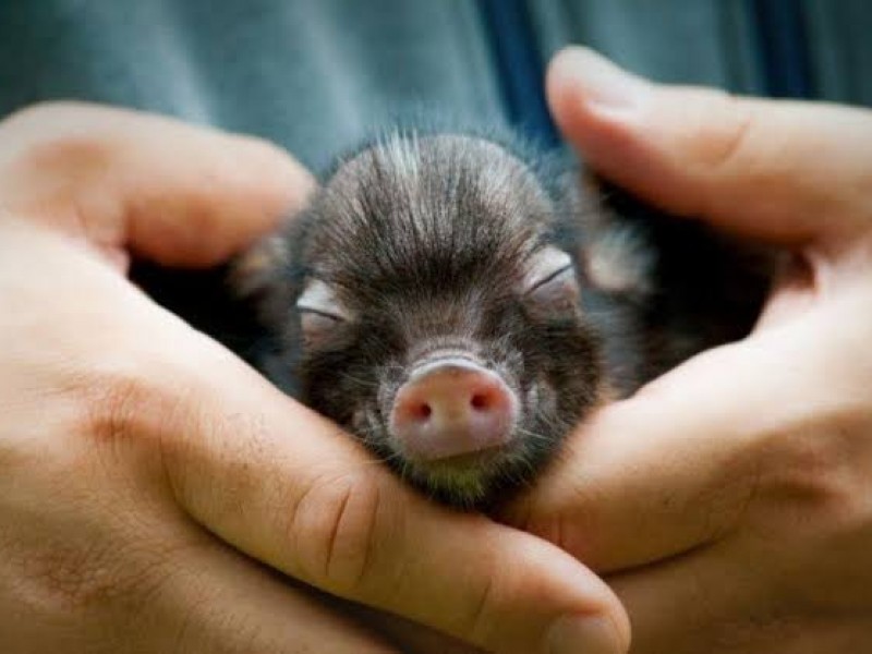 Cuidados que se deben tener con mini pig de mascota
