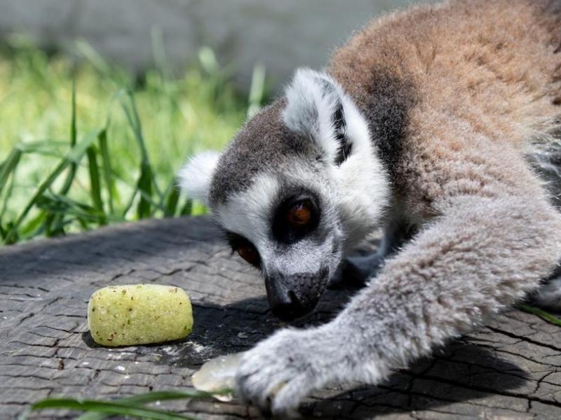 Cuidan a animales de Zoológico Zacango ante ola de calor