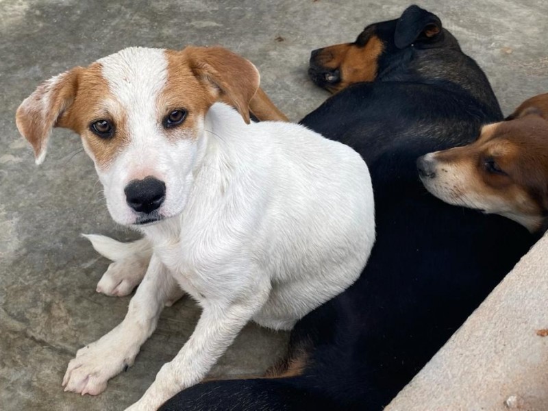 Cuidar mascotas en verano