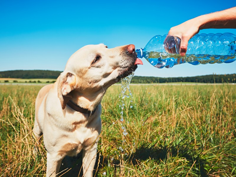 Cuide la salud de mascotas durante temporada de calor