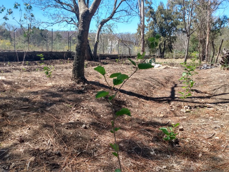 Cultivan Morera en Jiquilpan para practicar sericicultura