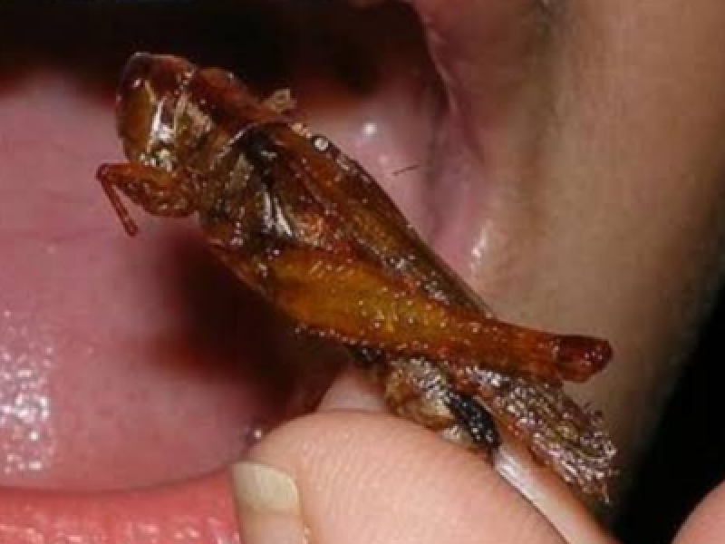 Cultivo de insectos opción alimentaría y de auto empleo