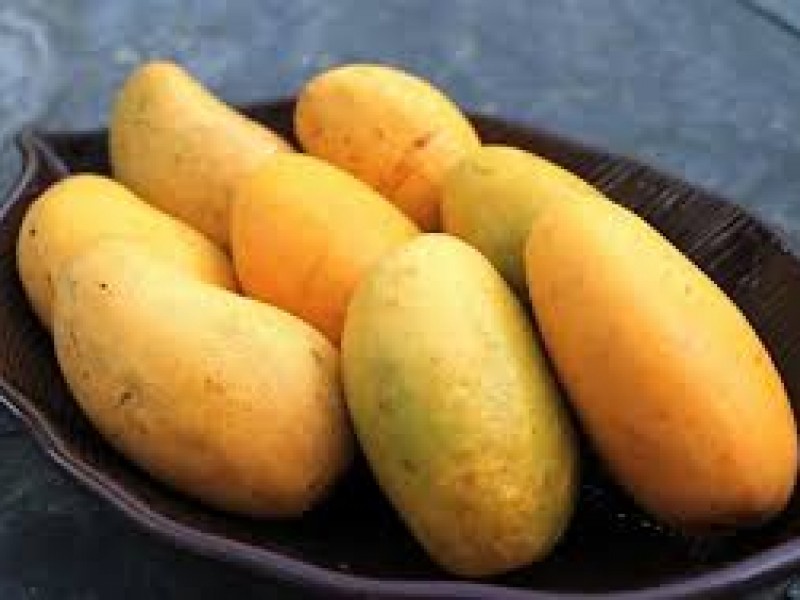 Cultivo de mango ataulfo prioritario en el Soconusco