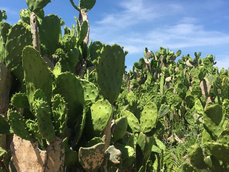 Cultivo de nopal, alternativa de ingreso para campesinos