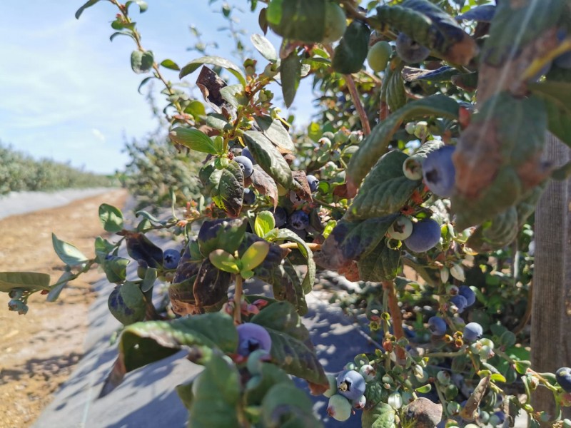 Cultivos de arándanos producidos en el estado de Sinaloa