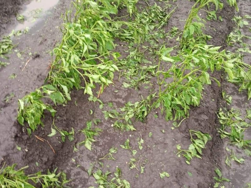 Cultivos de chile y elote perdidos tras granizada