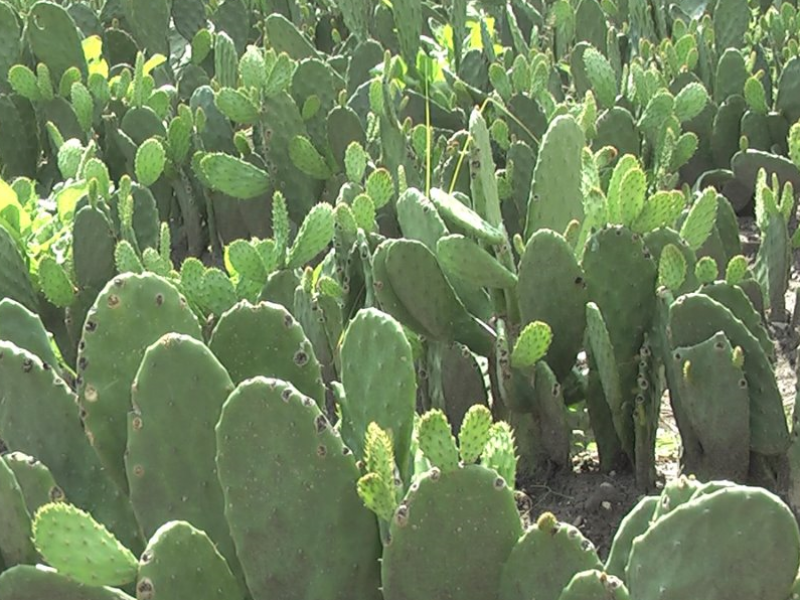 Cultivos de nopal afectados por lluvia