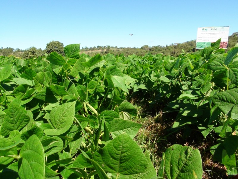 Cultivos del valle sin daños por bajas temperaturas