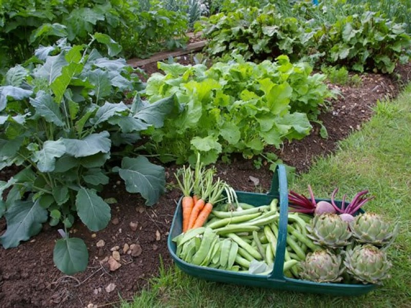 Cultivos orgánicos una alternativa en el campo chiapaneco