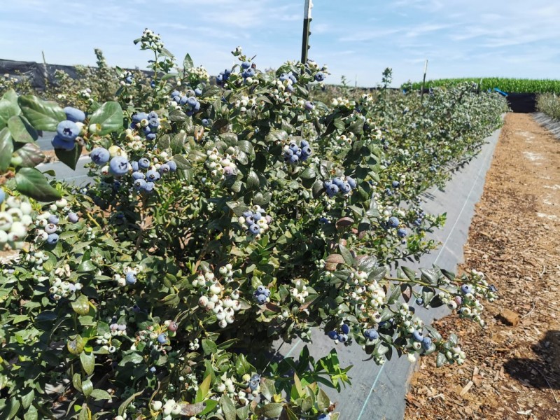 Cultivos perennes en mayor riesgo por sequía