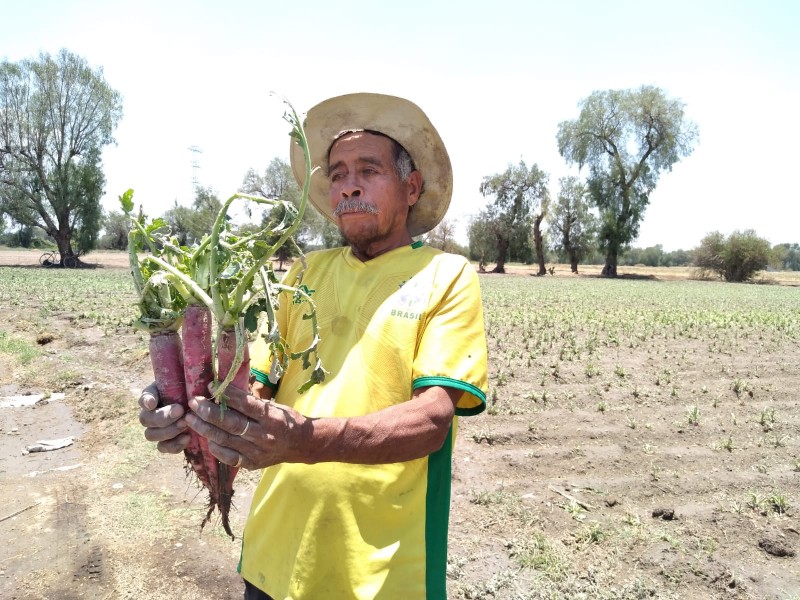 Cultivos y casas dañadas tras granizada en Reyes de Juárez