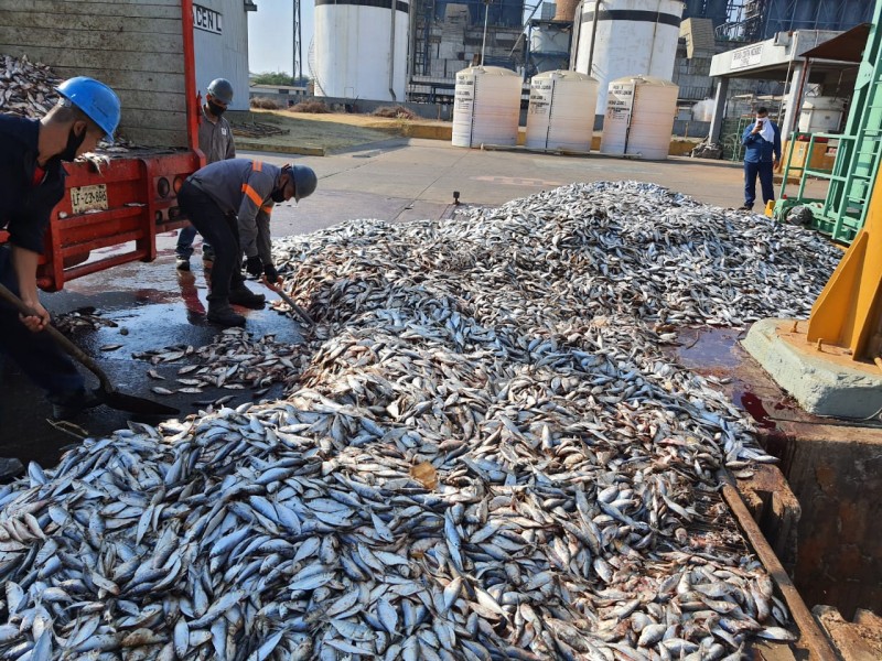 Cumple un mes la muerte masiva de peces en Petacalco