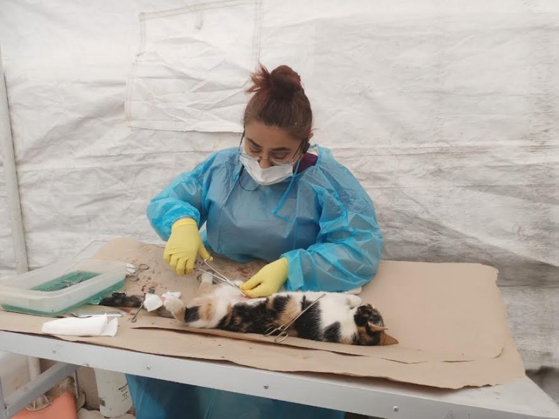 Cumplen con meta de esterilizar 100 mascotas en jornada médica