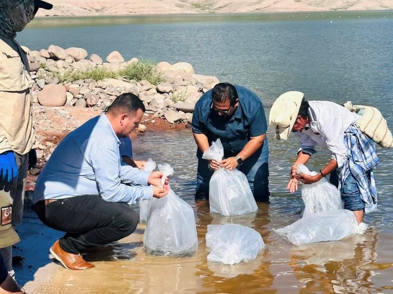 Cumplen segunda siembra de tilapia en El Novillo