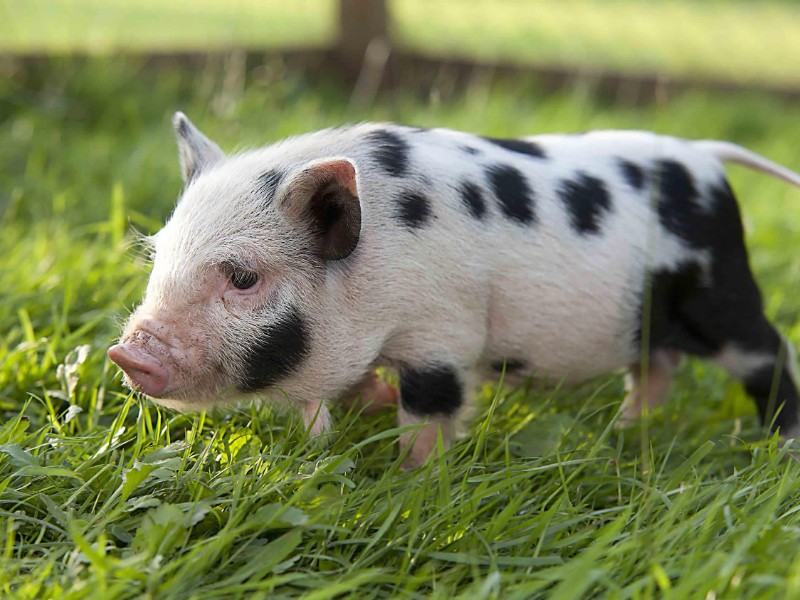 Curiosidades de los puercos, animales que cuentan con mucha inteligencia emocional