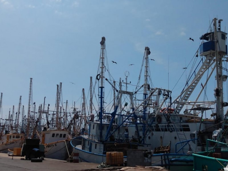 Da inicio temporada de captura de camarón en Sinaloa