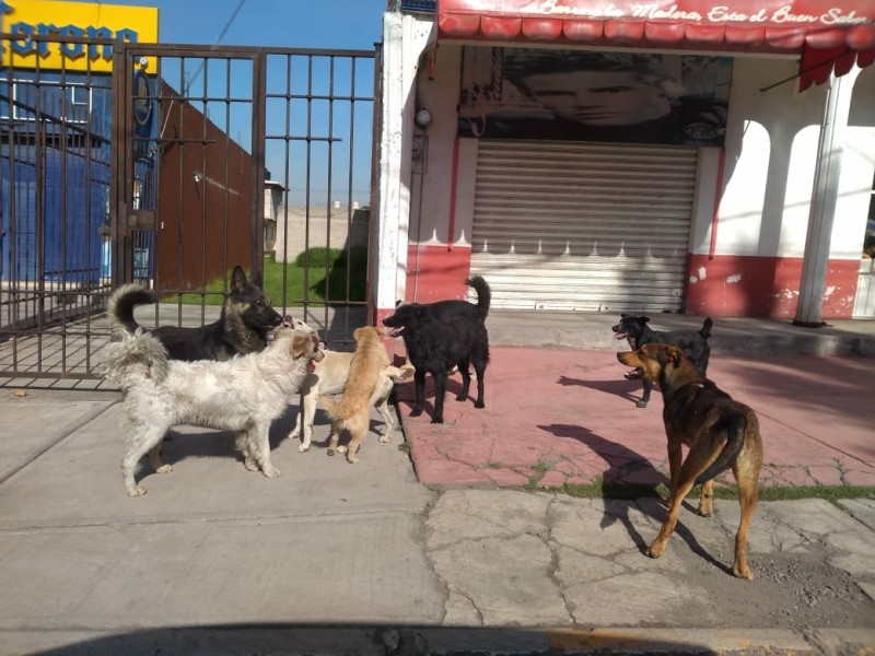 Dan de alta a paciente atacado por perros