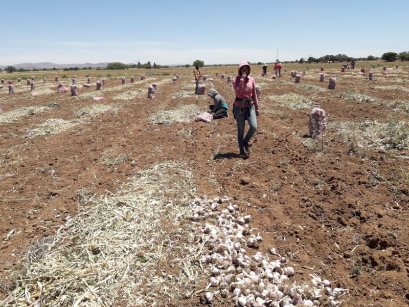 Dan empresarios, valor agregado al ajo zacatecano fuera del estado