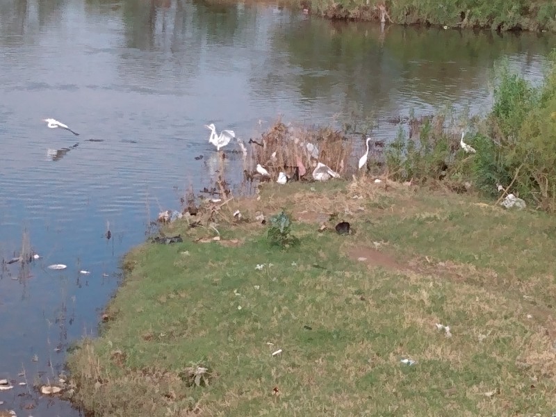 Dan lluvias esperanza a lagunas del Sur poniente