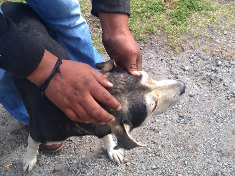 Dan machetazo a perrito abandonado en el Nevado