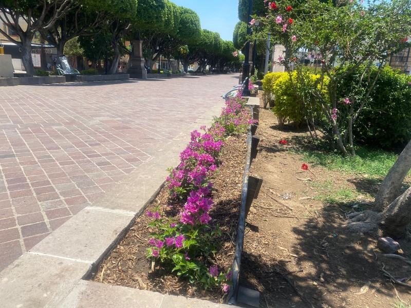 Dan mantenimiento a plantas en la calzada