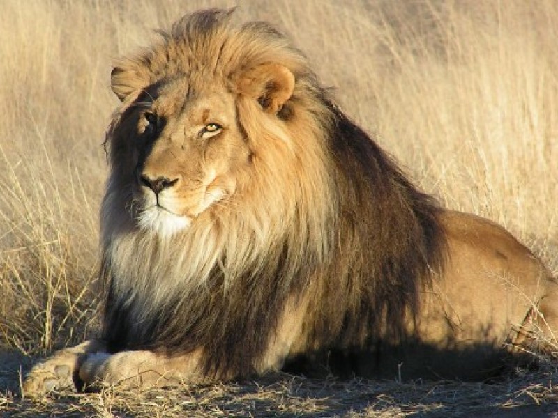 Dan positivo a Covid-19 ocho leones en zoológico de India