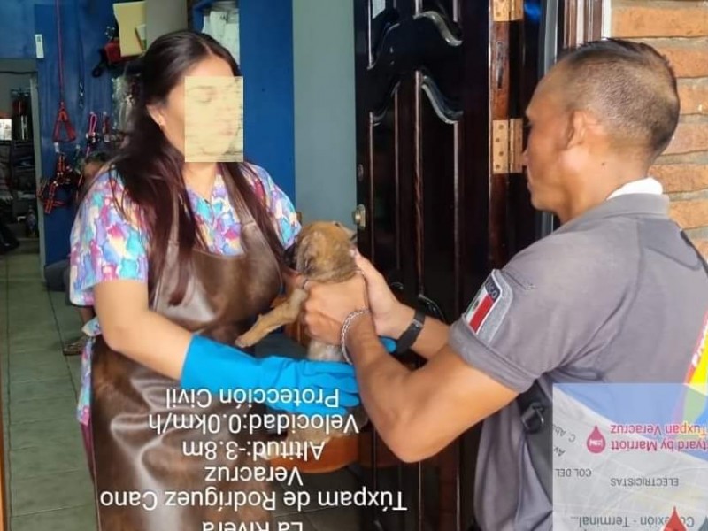 Dan seguimiento a caso de maltrato animal en Tuxpan