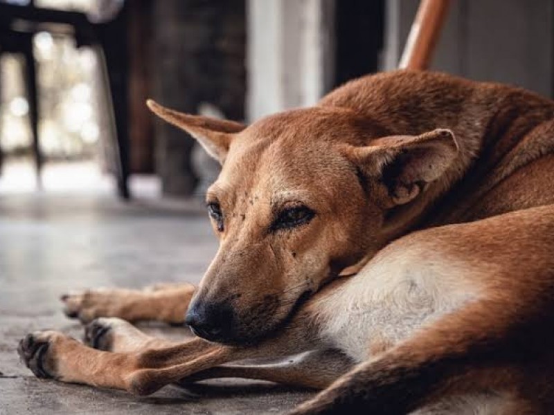 Dan seguimiento a casos de maltrato animal en Zamora