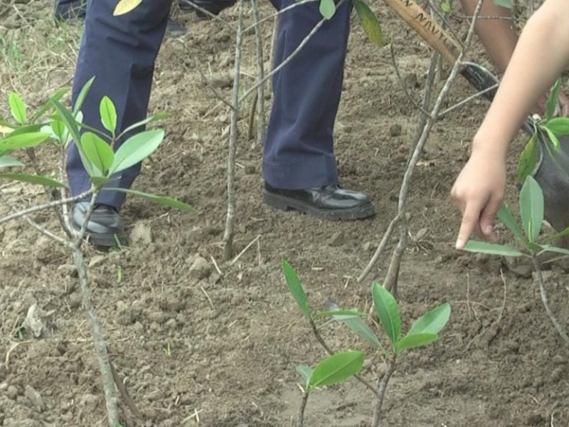 Dan seguimiento a reforestaciones en Tuxpan