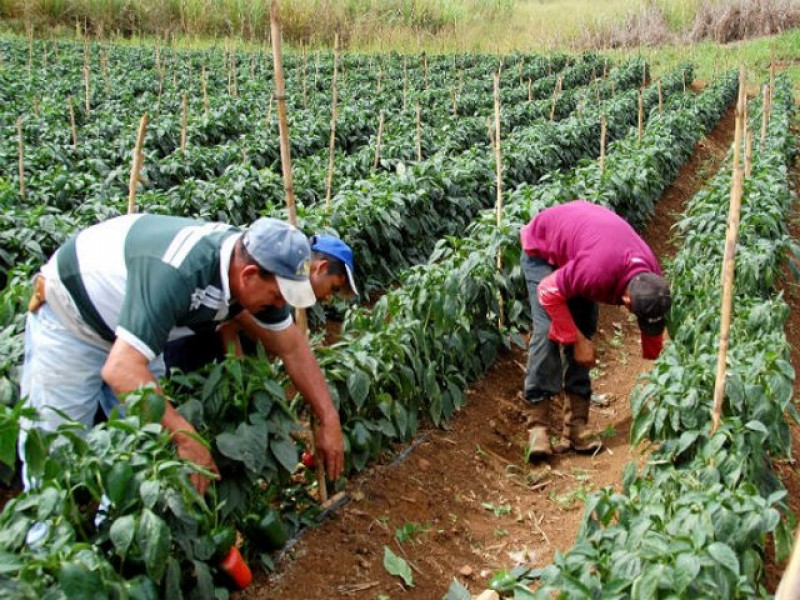 Daños en sector agrícola impactará en empleos