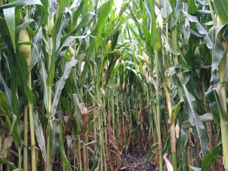Daños parciales a 2 mil hectáreas de cultivos de maíz