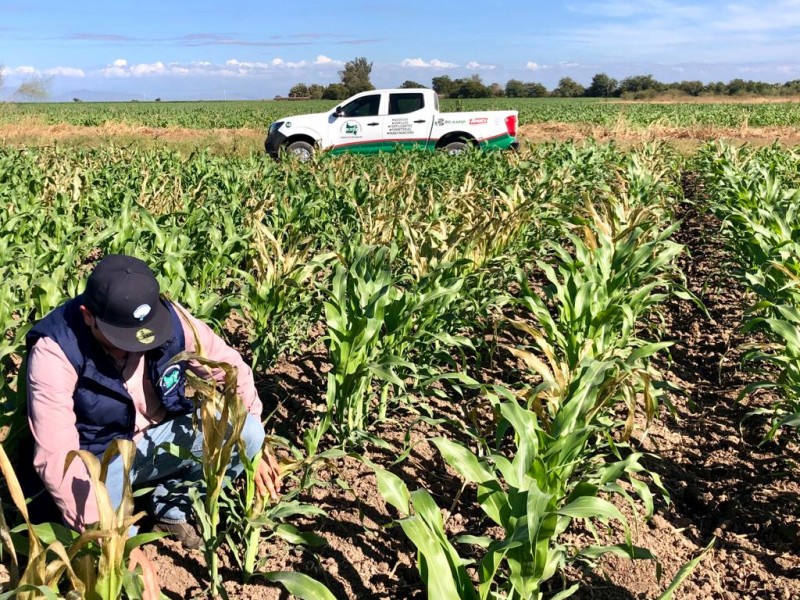 Daños parciales en cultivos de maíz sembrados en Guasave: AARSP