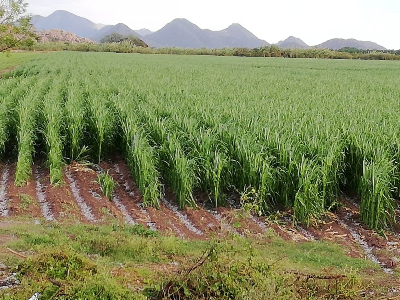 📹Daños totales en cultivos en Sinaloa