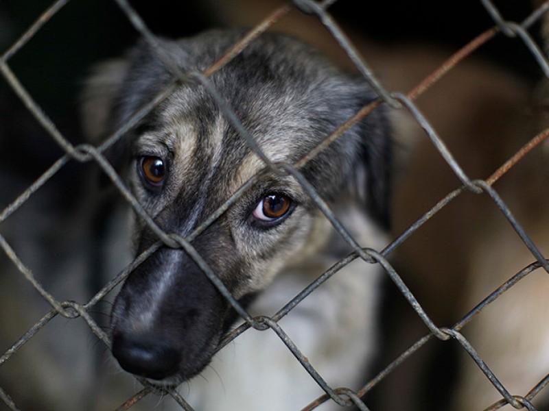 De 3-8 años de cárcel para maltratadores de animales