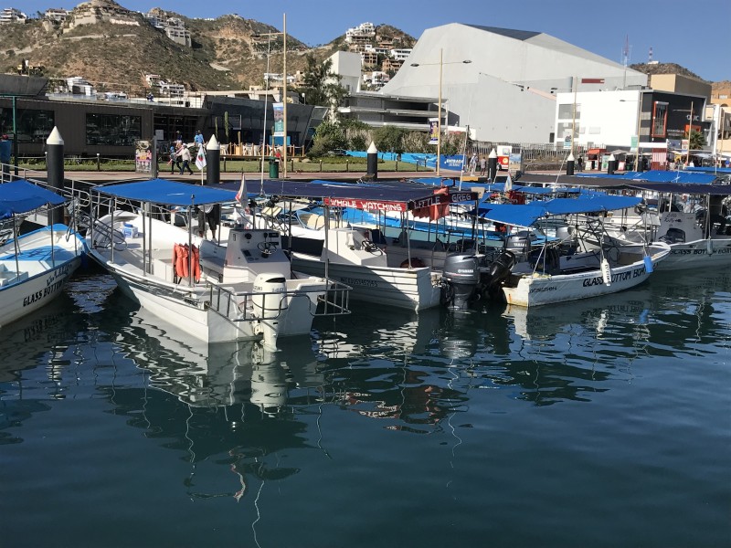 De forma atípica inicia temporada de avistamiento de ballenas