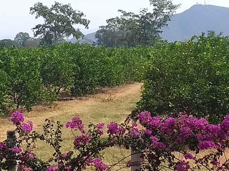 De la producción limonera poca va a derivados