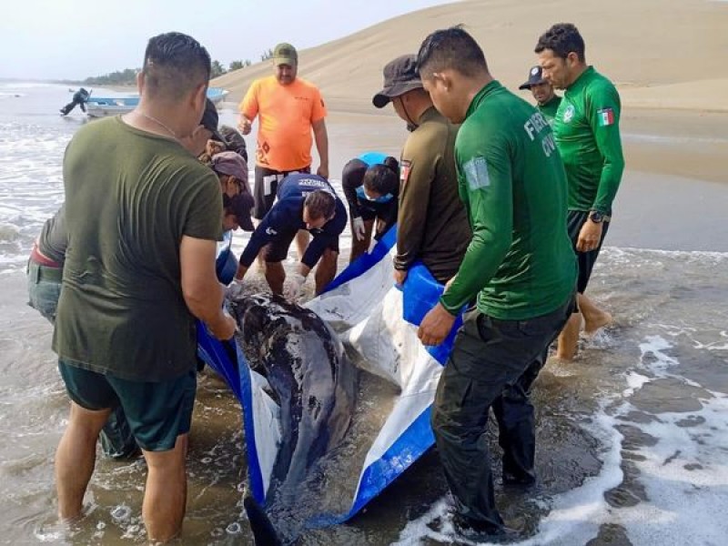 De nueva cuenta encalla delfín en playas de Veracruz