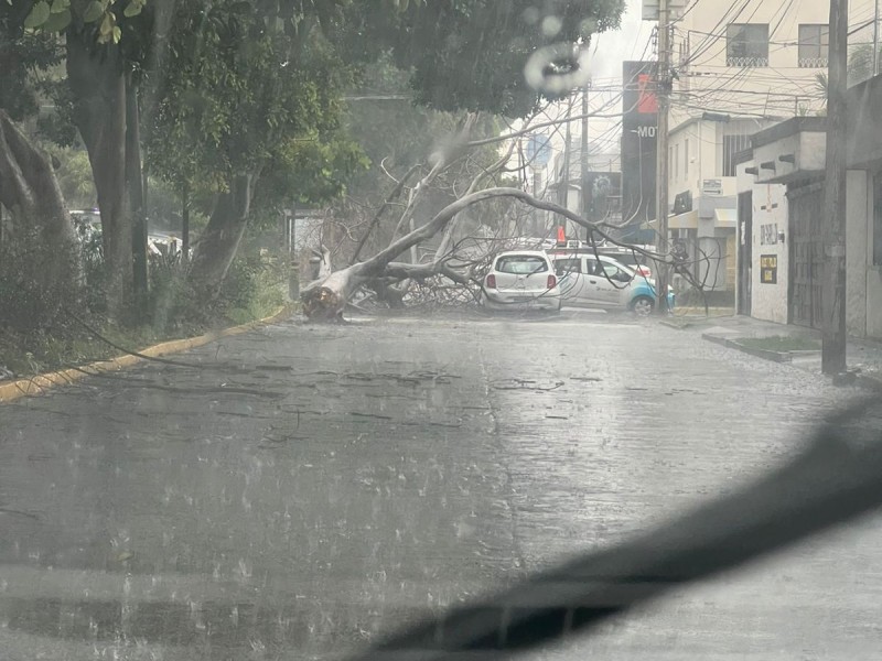 De nuevo fuertes lluvias en Morelia: cae árbol sobre auto