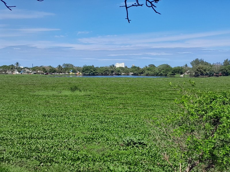 De nuevo llena de lirio laguna Lagartos en Veracruz