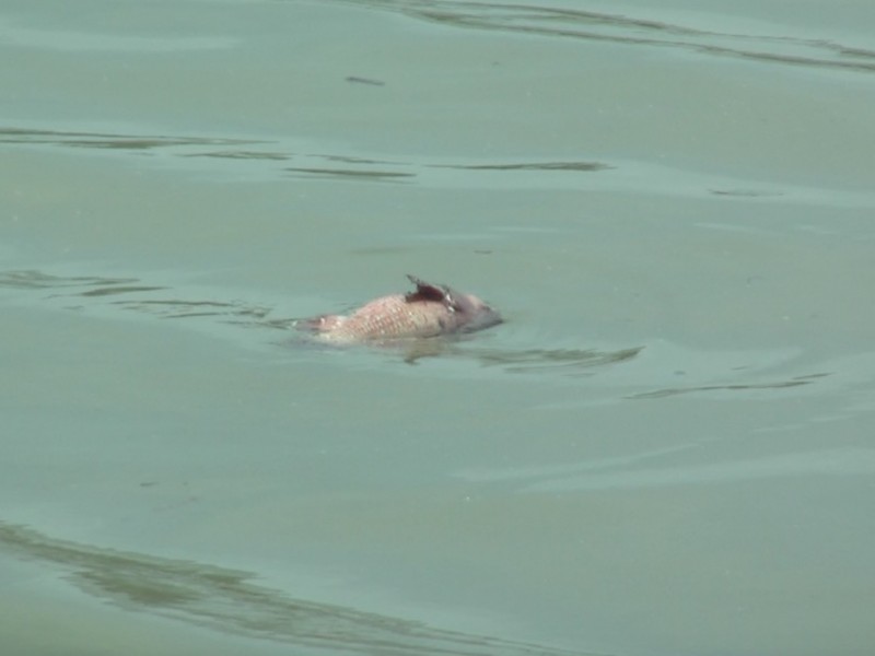 De nuevo se encuentran peces muertos en Estero