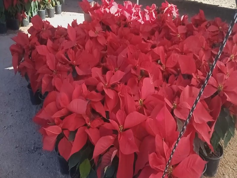 De Puebla a Nogales familia Ramíres vende flor de Nochebuena